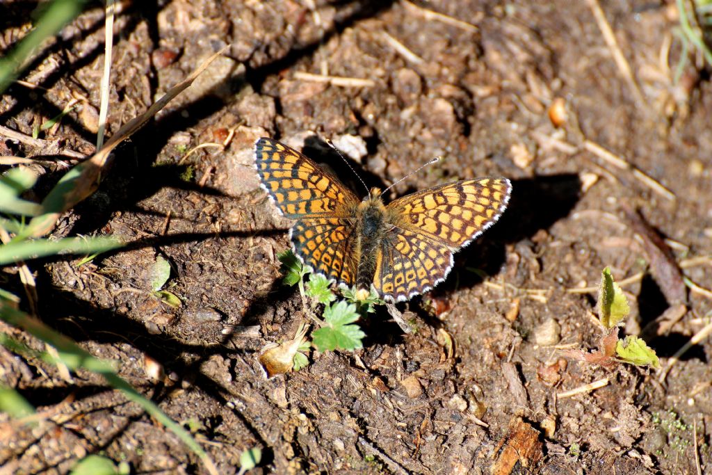 Melitaea cinxia e phoebe